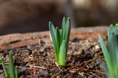 Zeminden büyüyen narsislerin bahar yeşili filizleri. 5 cm yüksekliğinde atış.