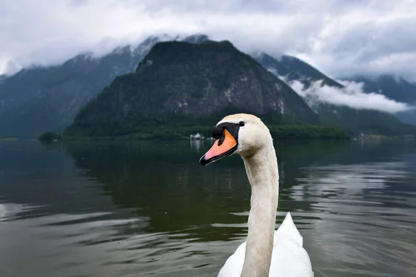 Labuť Horském Jezeře Alpách Hallstattu Labutě Hlavu Deštivý Mlhavý Den — Stock fotografie