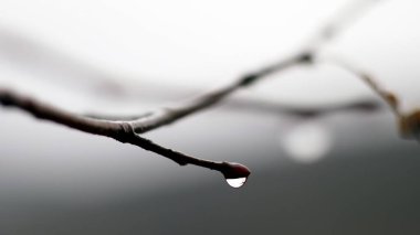 Dala tomurcuklu su damlası