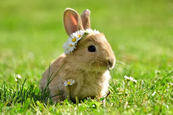 Lapin Dans Herbe Verte Printemps Petit Lapin Mignon Lapin Printemps — Photo