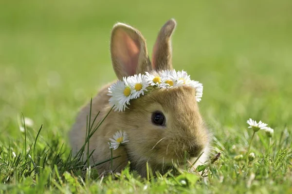 Hase Grünen Frühlingsgras Kleines Süßes Kaninchen Hase Frühlingskoronett Aus Gänseblümchen — Stockfoto