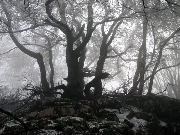 Misty wood, old tree trunk.