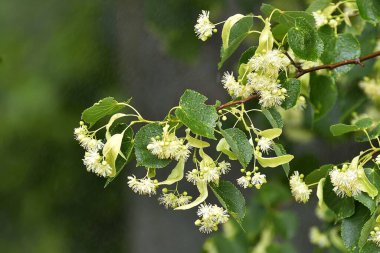 Çiçekli ıhlamur ağacı dalları, yeşil ıslak yapraklar ve yağmur..