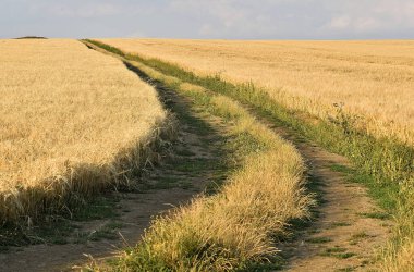 Altın rengi yulaflı tarla, çimenli köy yolu.
