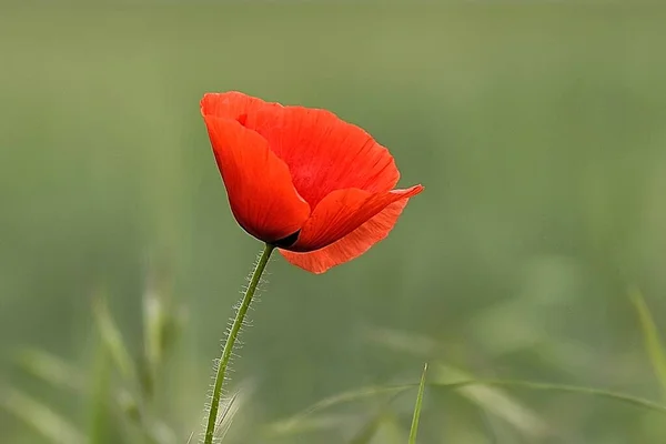 Detail of poppy red flower isolated on green blured field background.Stem with nap.