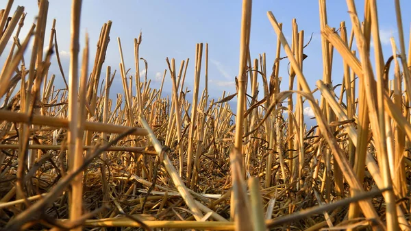 Detail of harvested grain field, stubble after harvest. Blue sky background.