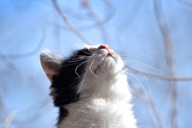 Cat meteoroloji ve hava tahmini ile ilgileniyor. Dışarıdaki termometreye sarılıyor. Kedi bir çalılığın dalındaki termometreyi kokluyor, kafa, sarı gözler ve üç renkli bir kedinin pençeleri ne kadar ısı olduğunu bilmek istiyor. Donmuş kedi. Celsius ve Fahrenheit