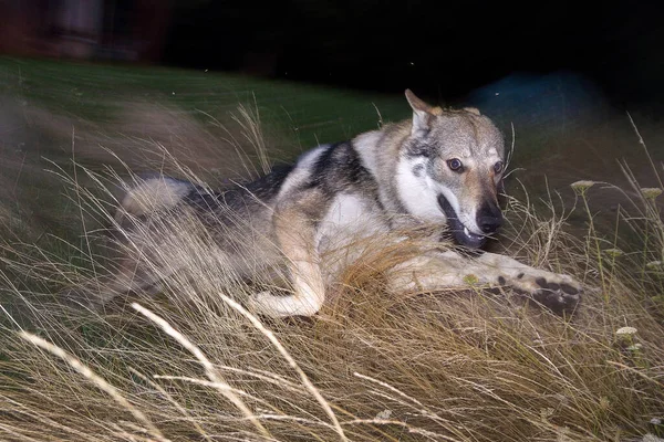 Dog Jump Tall Dry Grass Young Dog Play Gray Alsatian — Stock Photo, Image