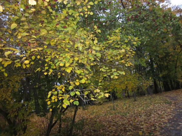 Jesień Drzewa Bardzo Piękne Jesienne Drzewa Spadek Liści Żółte Liście — Zdjęcie stockowe