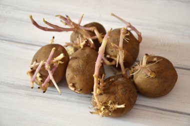 patates ampul ahşap bir masa, closeup çekim üzerinde genç filizi ile