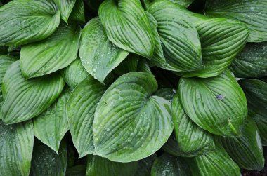 Hosta bir yağmur sonra bırakır. Ana bilgisayar arka plan olarak bırakır. Damla ailelerle. Yeşil yaprakları arka plan deseni.