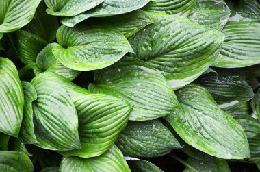 Hosta bir yağmur sonra bırakır. Ana bilgisayar arka plan olarak bırakır. Damla ailelerle. Yeşil yaprakları arka plan deseni.