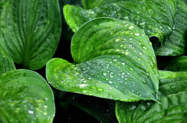 Hosta bir yağmur sonra bırakır. Ana bilgisayar arka plan olarak bırakır. Damla ailelerle. Yeşil yaprakları arka plan deseni.