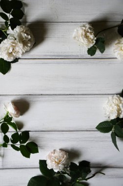 Parlak kırmızı bahçe gül Beyaz ahşap zemin üzerinde. Taze yaz çiçek arka plan kopya alanı ile.