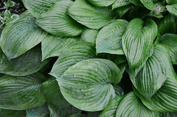 Hosta bir yağmur sonra bırakır. Ana bilgisayar arka plan olarak bırakır. Damla ailelerle. Yeşil yaprakları arka plan deseni.