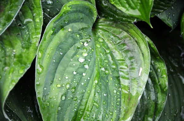 Hosta bir yağmur sonra bırakır. Ana bilgisayar arka plan olarak bırakır. Damla ailelerle. Yeşil yaprakları arka plan deseni.