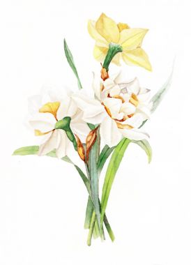 Çizilen çiçek illüstrasyon, bahar çiçekleri beyaz arka plan üzerinde izole Nergis, sulu boya seti ver. Mutlu womans gün. 8 Mart