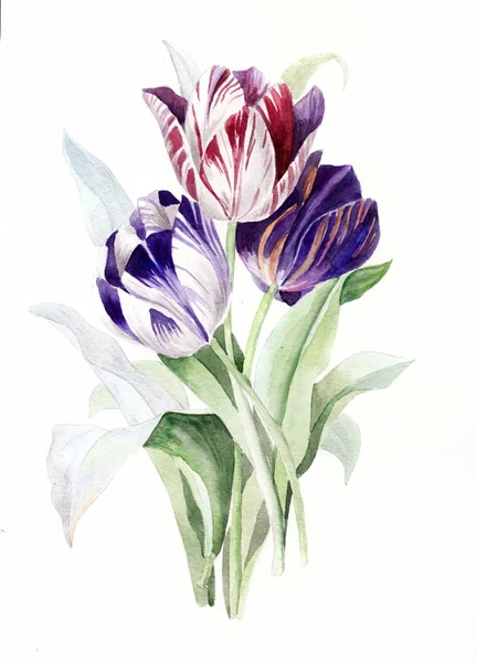 watercolor illustration, botanical art, fresh spring tulips, floral background, beautiful bouquet of wild flowers
