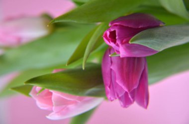 bahar çiçekleri banner - pembe ve mor Lale çiçek o demet