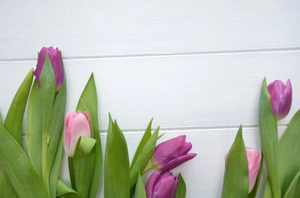 spring flowers banner - bunch of pink and violet tulip flowers on pink background, beautiful tulips on wooden background