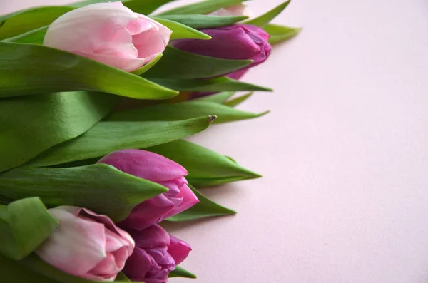 spring flowers banner - bunch of pink and violet tulip flowers o