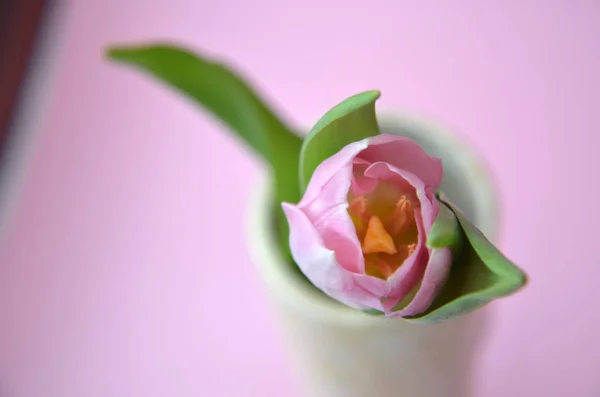 spring flowers banner - bunch of pink and violet tulip flowers o