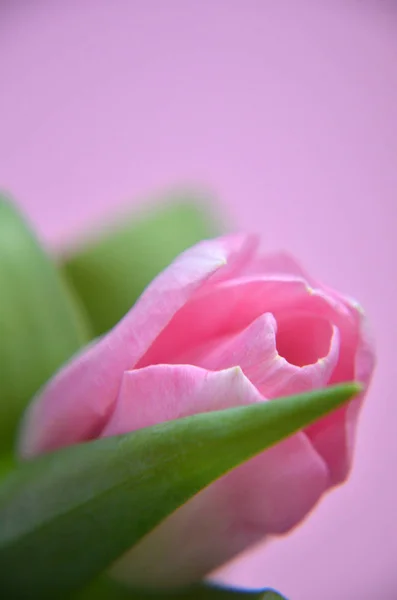 spring flowers banner - bunch of pink and violet tulip flowers o