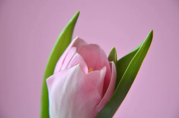 Pink tulip. Tulips. Flower background. Flowers photo concept. Holidays photo concept. Pink tulips on gray abstract background. Pink tulip. Tulips. Flowers. Flower background. Copyspace. Peony Tulip — Stock Photo, Image
