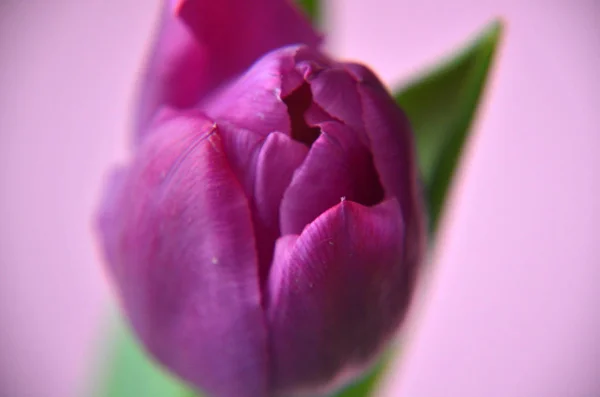 spring flowers banner - bunch of pink and violet tulip flowers o