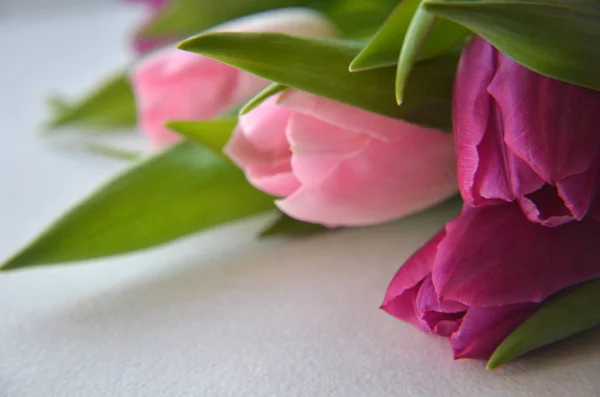 spring flowers banner - bunch of pink and violet tulip flowers o