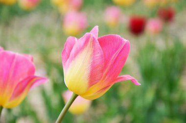 Lale çiçeği arka plan, Renkli laleler ilkbaharda çayır doğa, yakın. Bir sürü lale. Yumuşak seçici odaklama, yakın çekim, tonlama. Parlak renkli fotoğraf arka planı