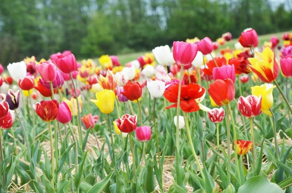 Mnoho Tulipány Měkký Selektivní Zaostření Uzavření Tónování Světlé Barevné Pozadí — Stock fotografie