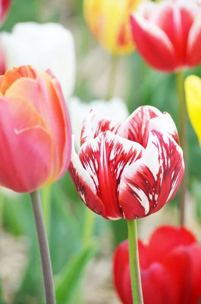 Colorful flower tulip lit by sunlight. Soft selective focus, close up, toning. Bright colorful photo background. Tulip flower background, Colorful tulips meadow nature in spring, close up