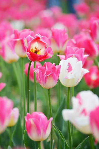 Tulipes Roses Prairie Nature Printemps Gros Plan — Photo
