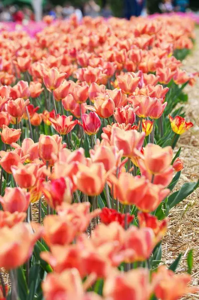 Tulip Bloem Achtergrond Kleurrijke Tulpen Weide Natuur Lente Close Rode — Stockfoto