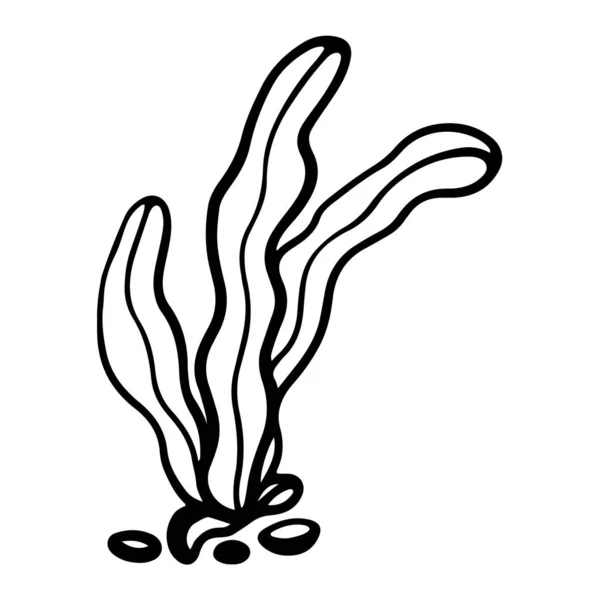 Cyfrowa Ilustracja Cute Doodle Czarny Zarys Freehand Pojedyncze Wodorosty Morskie — Zdjęcie stockowe