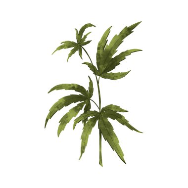 Güzel, yeşil, modern kenevir yaprağı yeşilinin dijital çizimi. Paketler, afişler, kartlar, kumaşlar, ambalaj kağıtları, markalar, davetiyeler, posterler, reklamlar için yazdırma.