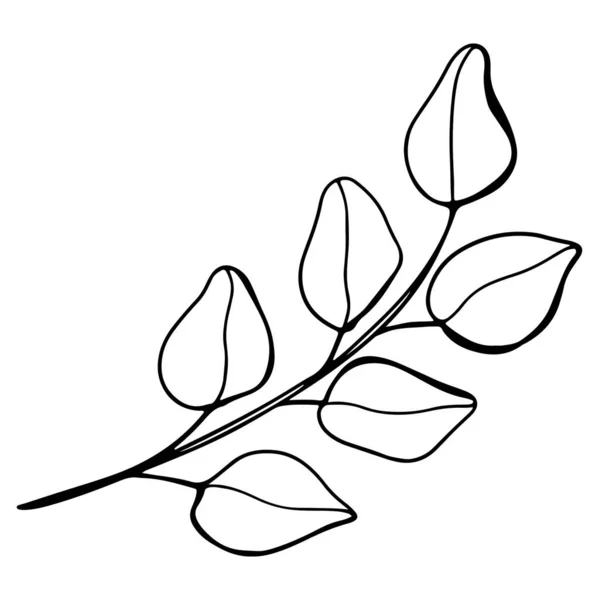Sztuka Cyfrowa Cute Ręcznie Robione Doodle Kontur Gałązki Eukaliptusa Drukuj — Zdjęcie stockowe