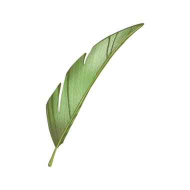 Tek bir yaratıcı yeşil tropikal yaprak dokusunun dijital düz çizimi. Kumaşlar, kartlar, afişler, posterler, davetiyeler için kalem biçiminde yazdır.