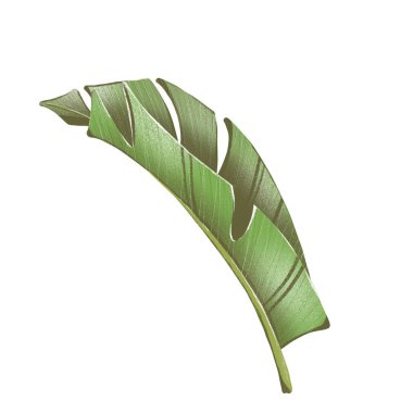 Tek bir yaratıcı yeşil tropikal yaprak dokusunun dijital düz çizimi. Kumaşlar, kartlar, afişler, posterler, davetiyeler için kalem biçiminde yazdır.