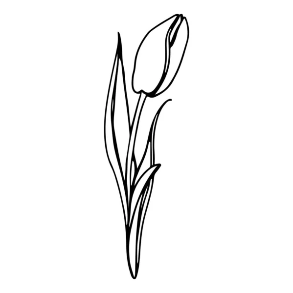 Digitale Illustration Eines Niedlichen Schwarzen Kontur Doodle Frühling Thema Tulpenblume — Stockfoto