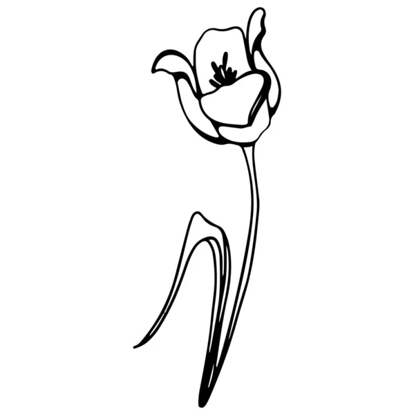 Ilustração Digital Bonito Contorno Preto Doodle Primavera Tema Flor Tulipa — Fotografia de Stock