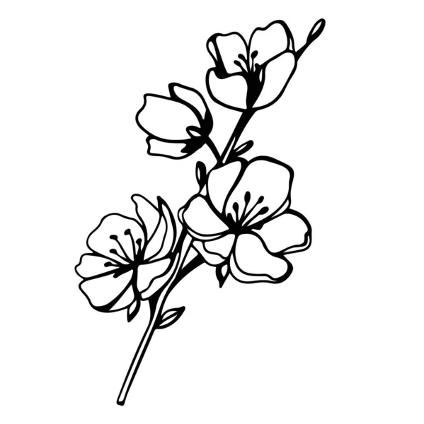Ilustración Digital Lindo Contorno Negro Doodle Tema Primavera Sakura Ramita — Foto de Stock