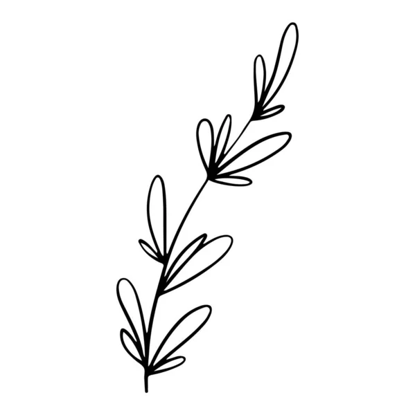 Cyfrowa Ilustracja Uroczego Czarnego Konturu Doodle Wiosenna Gałązka Tematyczna Liśćmi — Zdjęcie stockowe