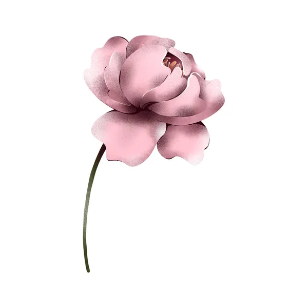 Ψηφιακή Επίπεδη Απεικόνιση Των Κομψών Ροζ Παιώνιες Ενιαία Στοιχεία Εκτύπωση — Φωτογραφία Αρχείου