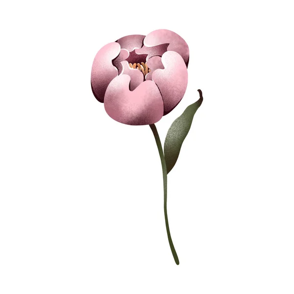 Цифровая Плоская Иллюстрация Элегантных Розовых Пионов Одиночных Элементов Печать Оформления — стоковое фото
