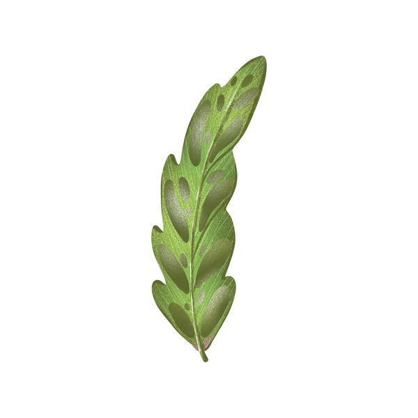 Цифрова Плоска Ілюстрація Єдиної Творчої Симпатичної Зеленої Тропічної Текстури Листя — стокове фото