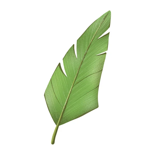 1つの創造的なかわいい緑の熱帯の葉のテクスチャのデジタルフラットイラスト カード バナー ポスター 招待状のための鉛筆スタイルで印刷 — ストック写真