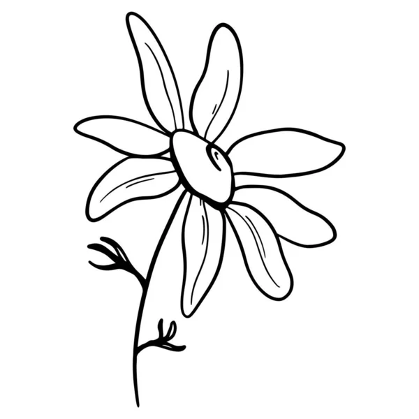 Cute daisy flowers. Digital doodle outline art. Print for fabrics, wrapping paper, boxes, products, website design, posters, cards, menus, cafes.