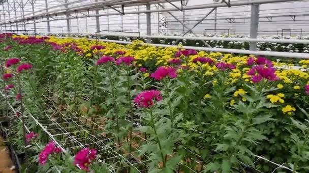 3月8日国际妇女日当天销售的菊花 生长在温室里 — 图库视频影像
